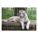 Suche nach indischer tiger poster Tier