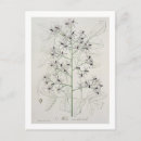 Suche nach medical postkarten Pflanze