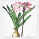 Suche nach amaryllis aufkleber 19
