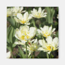 Suche nach schöne tulpen magnete Blume