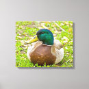 Suche nach geflügel leinwandbilder Vogelvogel