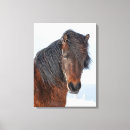 Suche nach fohlen poster leinwandbilder Stute