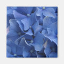 Suche nach blaue hydrangeas magnete Blume