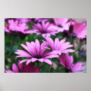 Suche nach helles lila poster Pflanze