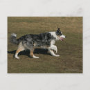 Suche nach bob der hund postkarten Laufen