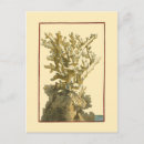 Suche nach kelp postkarten Algen