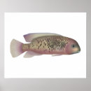 Suche nach cichlids Aquarium