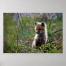 Suche nach fox baby poster Babytiere