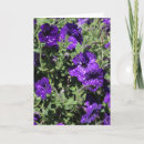 Suche nach petunien karten Sommer