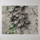 Suche nach weinrebe poster Für sie