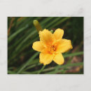 Suche nach tageslilien postkarten Flora