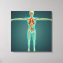 Suche nach menschlicher körper leinwandbilder Physiologie