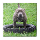 Suche nach male fliesen Hund