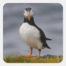 Suche nach puffins aufkleber Vogelvogel