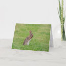 Suche nach schüchtern karten Hase