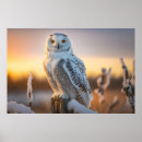 Suche nach schneeeulen poster Tierwelt