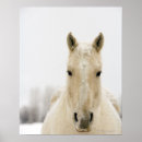Suche nach pferdebilder poster Natur