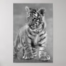 Suche nach baby tiger poster Junge