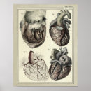 Suche nach vintages herz poster Anatomie