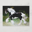 Suche nach roma postkarten Tinker horse