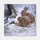 Suche nach schneehäschen Kaninchen