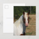 Suche nach haflinger postkarten Bob langrish