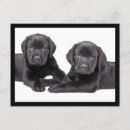Suche nach schwarzer labrador retriever welpe postkarten Welpen