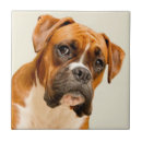 Suche nach kamera fliesen Welpe