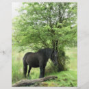 Suche nach pferd flyer Jede person