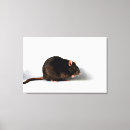 Suche nach ratte leinwandbilder Tier