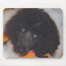 Suche nach standardpudel mousepads Hund