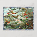 Suche nach ernst von haeckel postkarten Kolibris