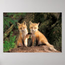 Suche nach wild lebende tiere poster Fuchs