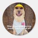 Suche nach sportlich magnete Hunde