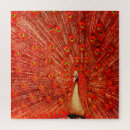 Suche nach peacock puzzle Pfau