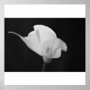 Suche nach lilly poster Pflanze