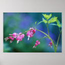 Suche nach weichheit poster Blume