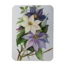 Suche nach clematis magnete Weinrebe