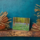 Suche nach wald fotoplatten Wälder