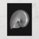 Suche nach nautilus postkarten Muschel