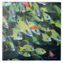 Suche nach schule der fische fliesen Horizontal