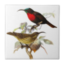 Suche nach kolibris fliesen Vögel