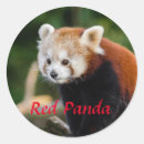 Suche nach red panda aufkleber Süße tier