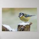 Suche nach schnee poster Wildtiere