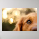 Suche nach mit augen hund poster Haustier
