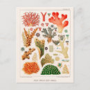 Suche nach das great barrier reef postkarten Riff