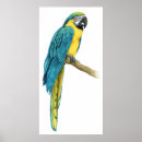 Suche nach macaw poster Tiere