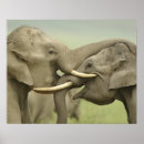 Suche nach asiatische elefanten poster Wildtiere