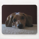 Suche nach dackeln mousepads Haustiere