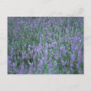 Suche nach lavendelfeld postkarten Pflanze